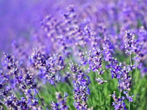 Picture is a closeup of a lavender plant bush.